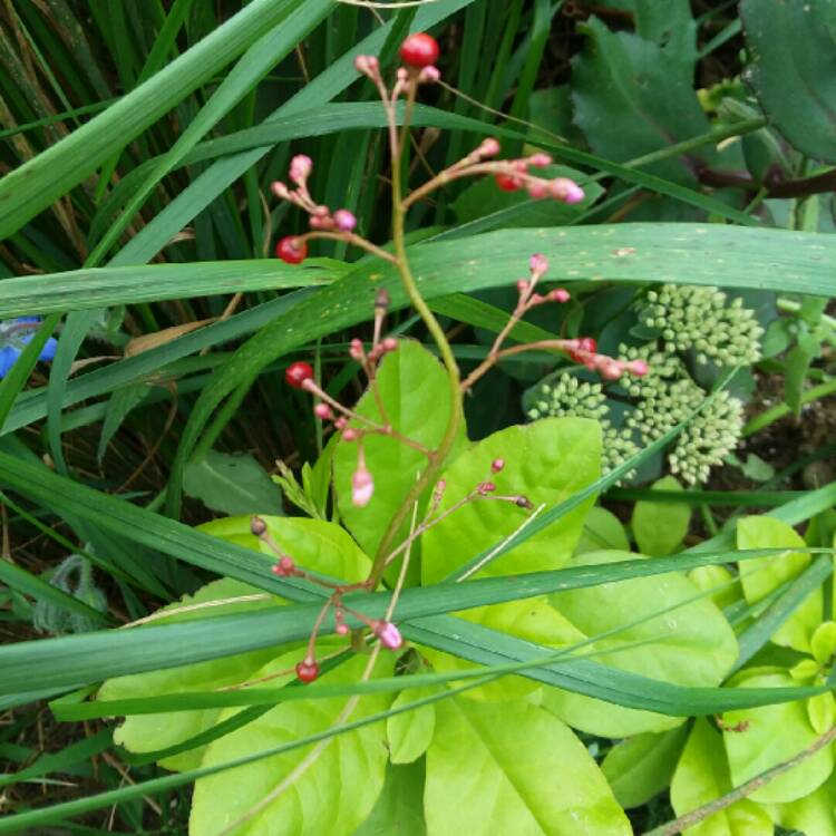 Plant image Talinum Paniculatum