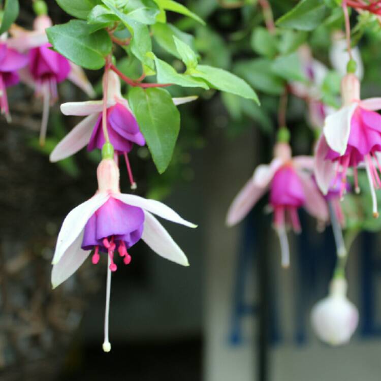 Plant image Fuchsia 'La Campanella'