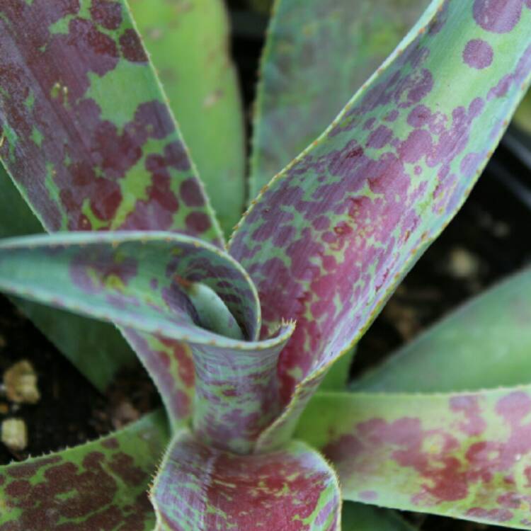 plant image 1167076