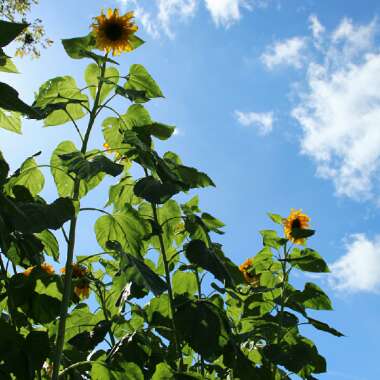 Helianthus annuus