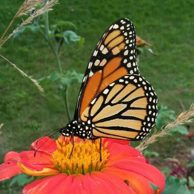 Tithonia rotundifolia 'Torch'