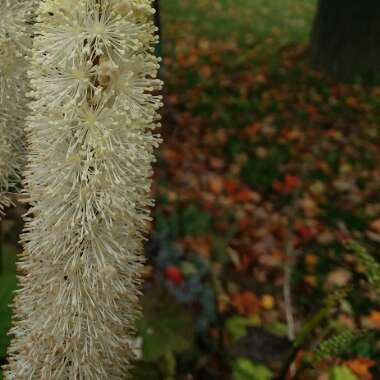 Actaea Japonica Var. Acerina