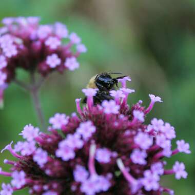 Verbena bonariensis