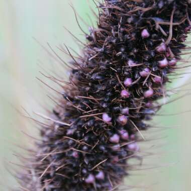 Pennisetum glaucum 'Jester'