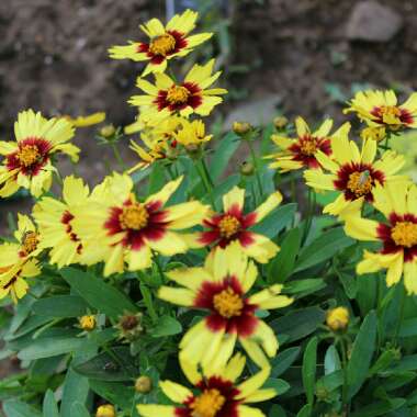 Coreopsis