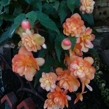 Begonia (Tuberous)