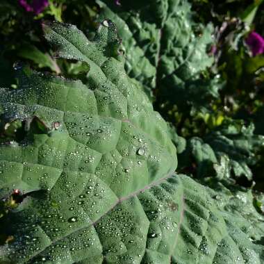 Brassica oleracea (Acephala Group) 'Red Russian'