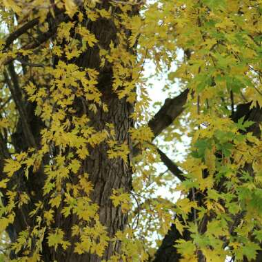 Acer saccharinum  syn. Acer dasycarpum ; Acer eriocarpum