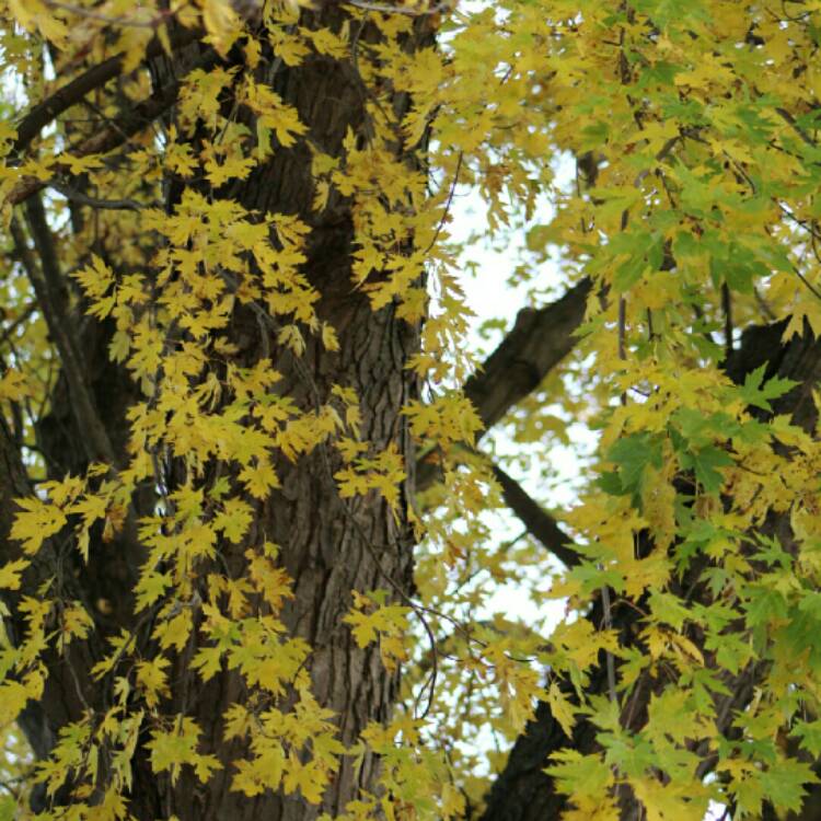 Plant image Acer saccharinum  syn. Acer dasycarpum ; Acer eriocarpum