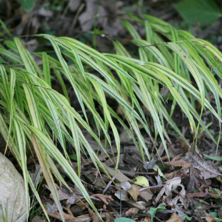 Plant image Hakonechloa