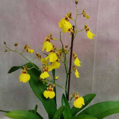 Oncidium Sphacelatum