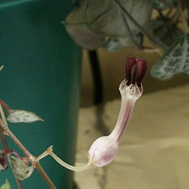 Ceropegia linearis subsp. Woodii