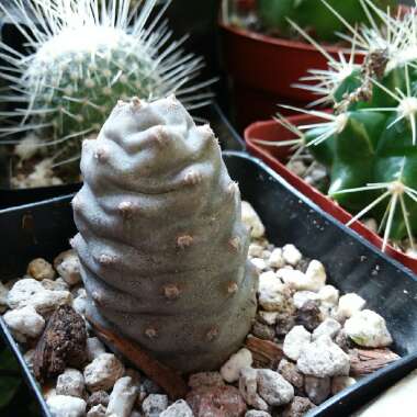 Tephrocactus articulatus 'Inermis' syn. Tephrocactus articulatus var. inermis