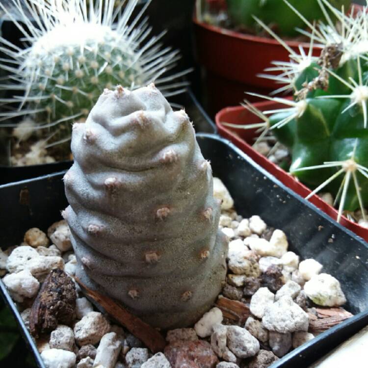 Plant image Tephrocactus articulatus 'Inermis' syn. Tephrocactus articulatus var. inermis