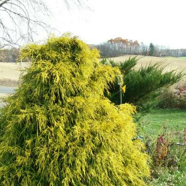 Chamaecyparis pisifera 'Filifera Aurea'