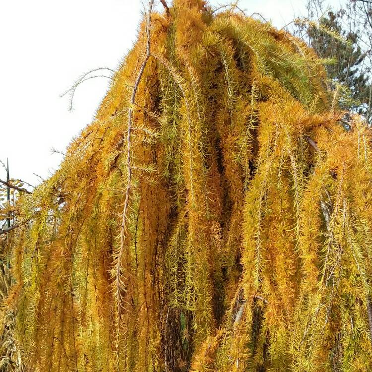 Plant image Larix