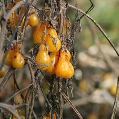 Solanum Lycopersicum 'Yellow Pear'