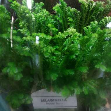 Selaginella