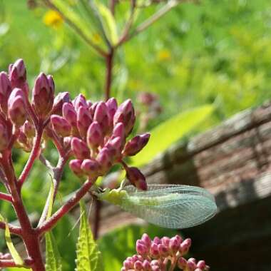 Eupatorium dubium 'Baby Joe'