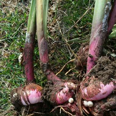 Gladiolus