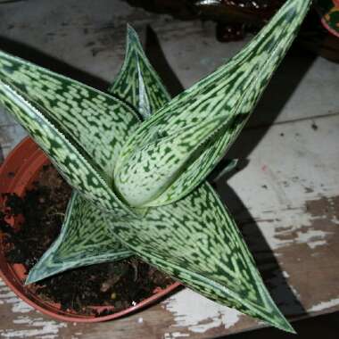 Aloe hybrid 'White Beauty'