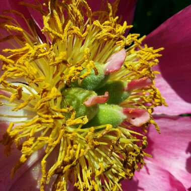 Paeonia