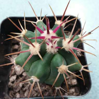 Ferocactus emoryi