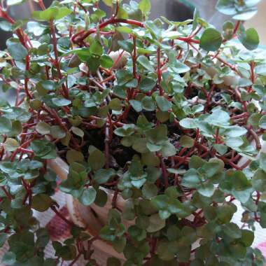 Pilea Glauca