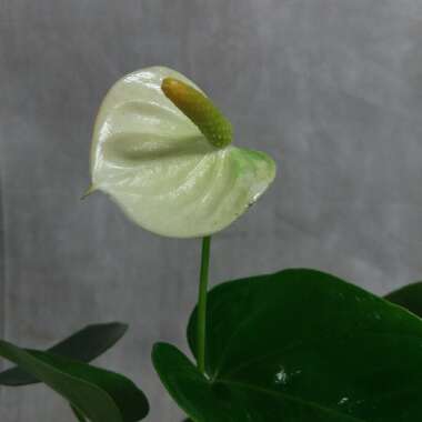 Anthurium (Andraeanum Group)  syn. Anthurium andraeanum