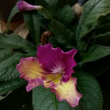 Streptocarpus