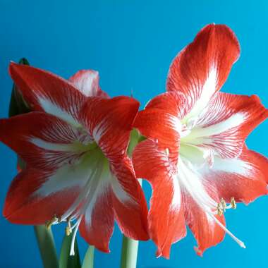 Hippeastrum