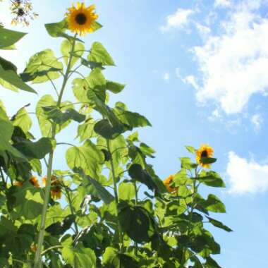 Helianthus annuus