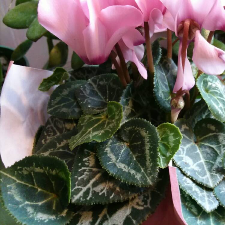 Plant image Cyclamen persicum