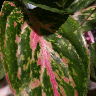 Aglaonema