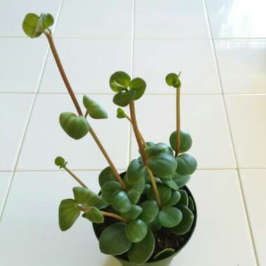 Peperomia deppeana x quadrifolia 'Hope' syn. Peperomia Tetraphylla 'Hope'