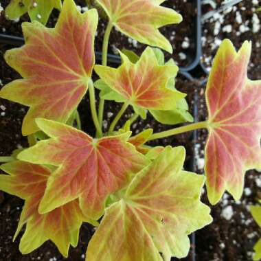 Pelargonium 'Vancouver Centennial'