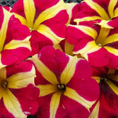 Petunia 'Amore Queen of Hearts'