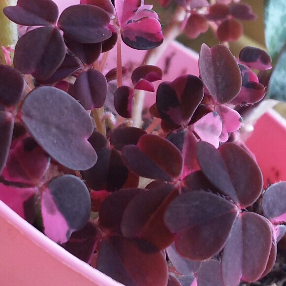 Plant image Oxalis 'Plum Crazy'