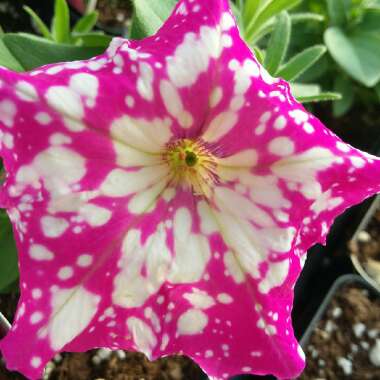 Petunia 'Kleph17342' syn. Petunia 'Pink Sky', Petunia 'BabyDoll', Petunia 'Headliner Pink Sky'