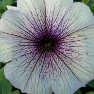 Petunia 'Easy Wave® Plum Vein'