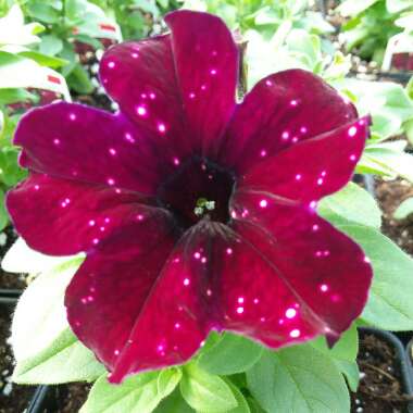 Petunia 'Kleph18389' syn. Petunia 'Starry Sky Burgundy', Petunia 'Headliner Starry Sky Burgundy'