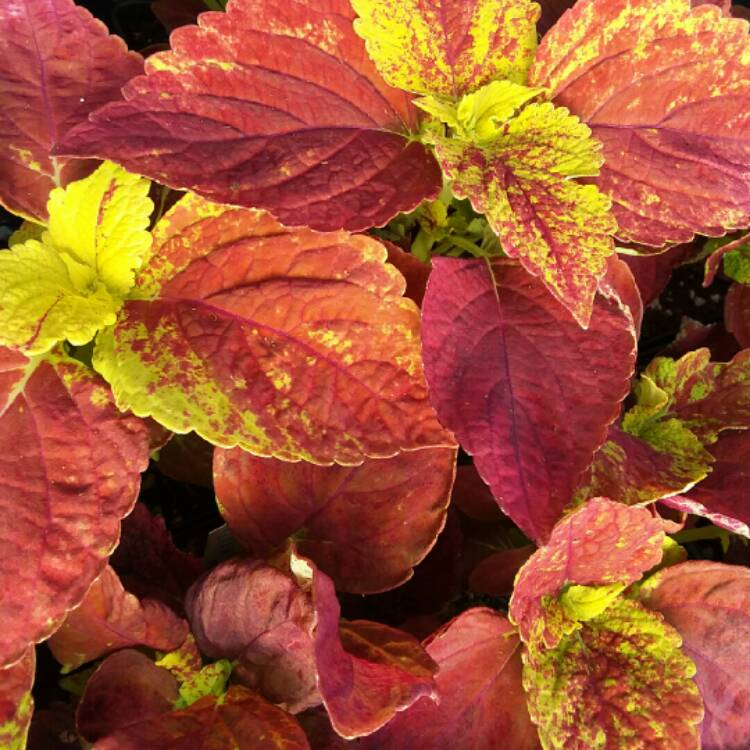 Plant image Plectranthus scutellarioides 'Alabama Sunset'