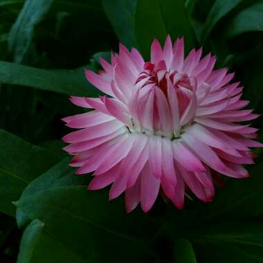 Xerochrysum bracteatum  syn. Helichrysum bracteatum, Bracteantha bracteata