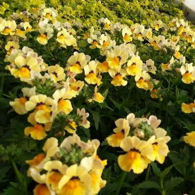 Nemesia 'Nesia Sunshine'