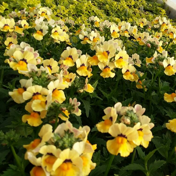 Plant image Nemesia 'Nesia Sunshine'