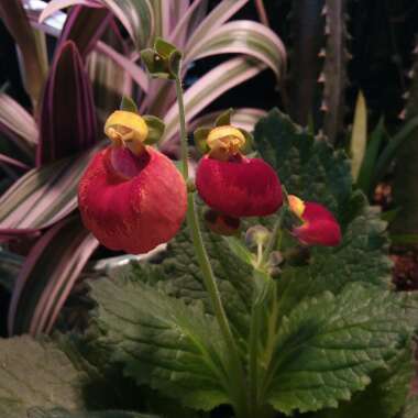 Calceolaria 'Calynopisis Red'