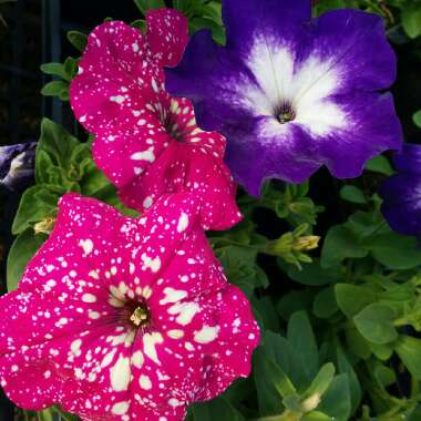 Petunia 'Kleph17342' syn. Petunia 'Pink Sky', Petunia 'BabyDoll', Petunia 'Headliner Pink Sky'