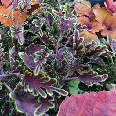 Plectranthus scutellarioides 'Kiwi Fern'