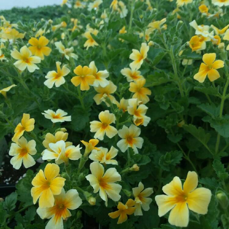 Plant image Bacopa