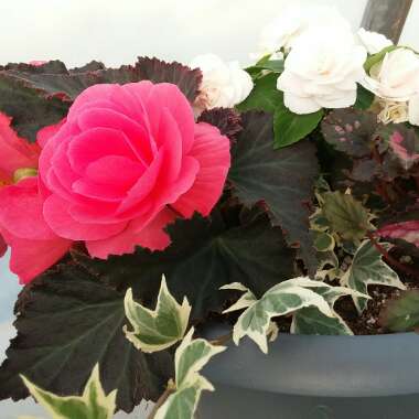 Begonia 'Nonstop Mocca Pink Shades' (Nonstop Mocca Series)